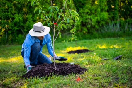 planting a tree 1